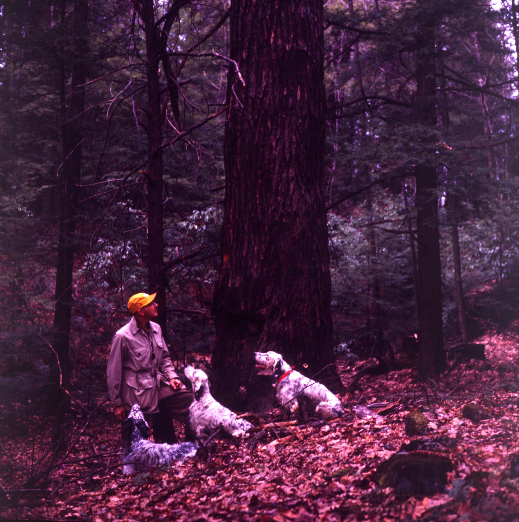 George Bird Evans and dogs in the forest, date unknown.